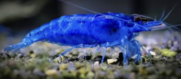 Blue Velvet Shrimp